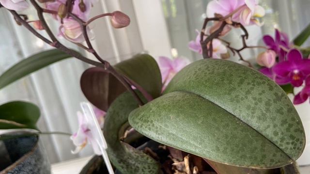 槟榔西施【蝴蝶兰档案6】Phal. Pinlong Cheris（静姐蝴蝶兰） смотреть онлайн