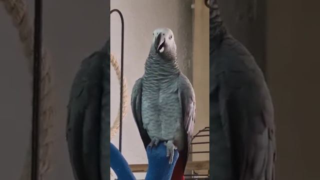 Ойей! Поддерживает маму что нельзя кусаться. смотреть онлайн