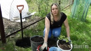 Самая неприхотливая лиана княжик