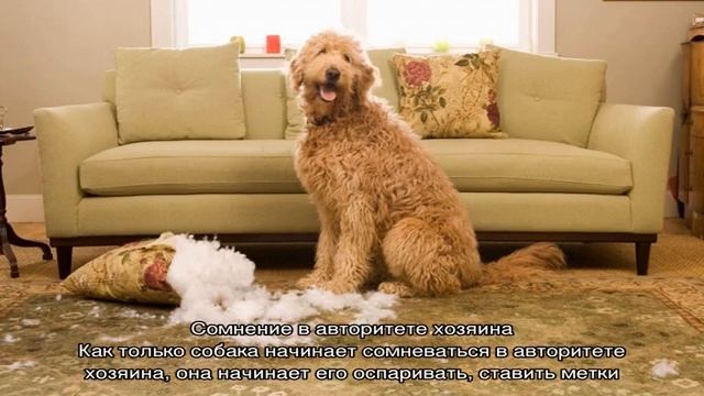 Как отучить собаку метить в квартире: что делать смотреть онлайн