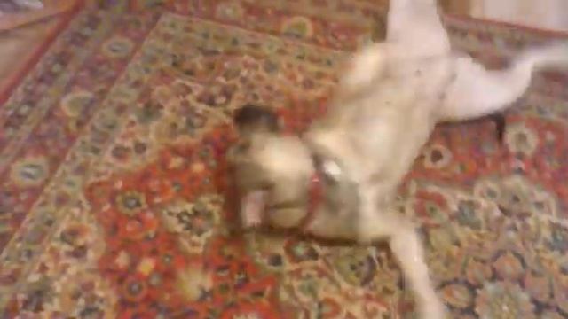 Ка де Бо Дафни 