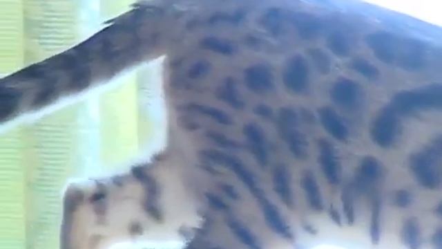 Как приручить сервала. Кустарниковая кошка или сервал у вас дома.