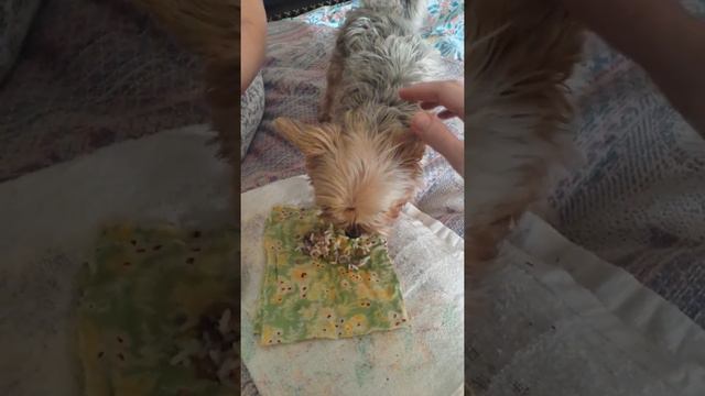 Собака барабака. Кормим с ложечки смотреть онлайн