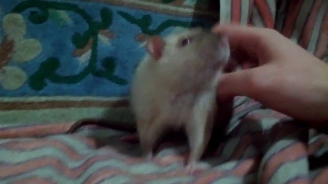 Сиамская декоративная крыса смотреть онлайн