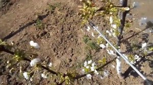 Черешня цветение Чем опрыскивать черешню весной при цветении