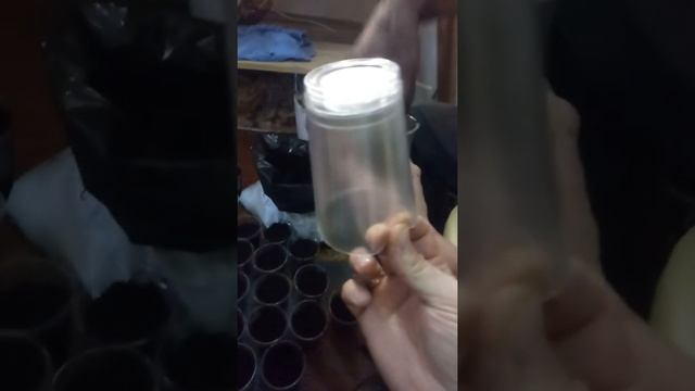 высадка черенков инжира январь смотреть онлайн