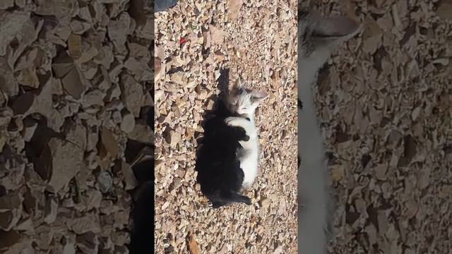 Котенок против щенка смотреть онлайн