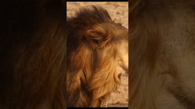 a lion?лев и кошачьи повадки смотреть онлайн