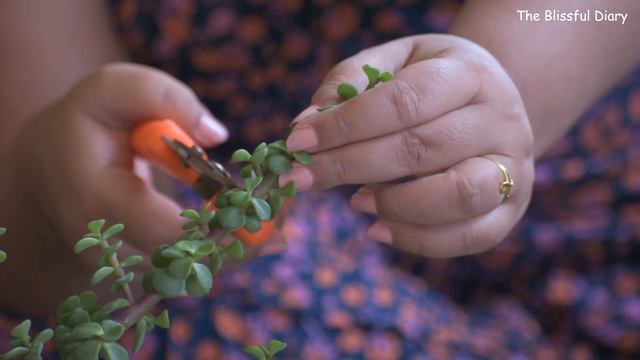 Essential Gardening Tips For Bushy Pothos, Succulent & Cacti | Indoor Plants Know How | Garden Hack смотреть онлайн