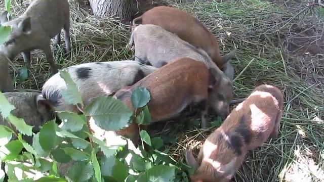 Кормления поросят породы мангалица(венгерская). смотреть онлайн