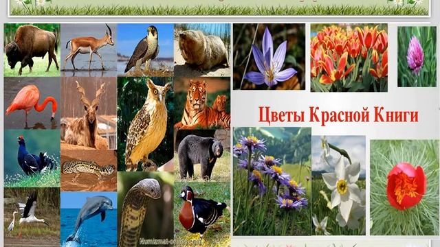 ЧТО ТАКОЕ КРАСНАЯ КНИГА РОССИЙСКОЙ ФЕДЕРАЦИИ\ОХРАНА ПРИРОДЫ смотреть онлайн