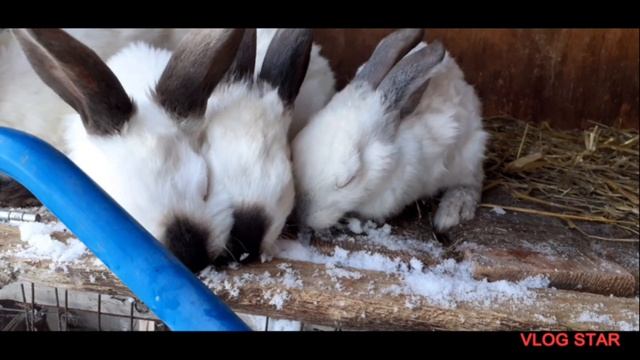 Как поить кроликов зимой? смотреть онлайн