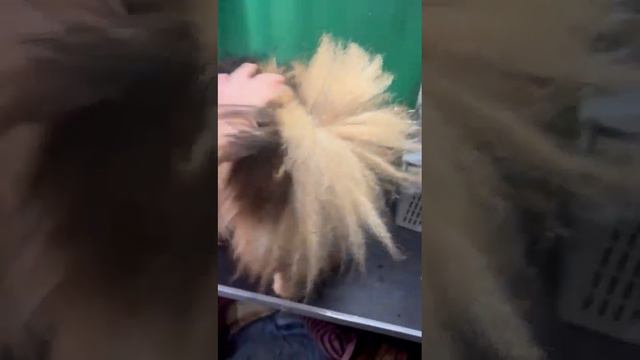 уже в семье!Немецкий шпиц Диана 2 года смотреть онлайн