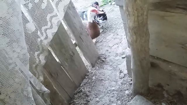 одна из уток начала нестись смотреть онлайн