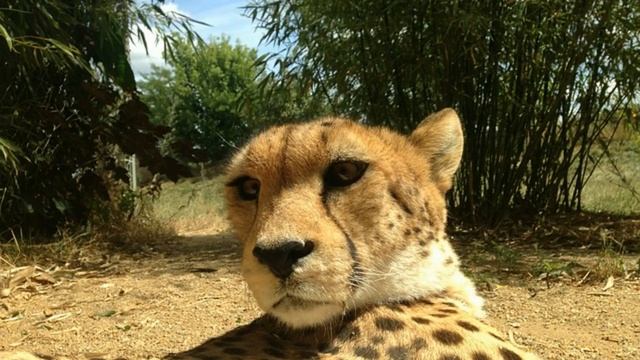 самодельные домики для кошек смотреть онлайн