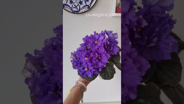 Фиалки ЛФ-Малиновый Йогурт и ЕК-Мадагаскар смотреть онлайн