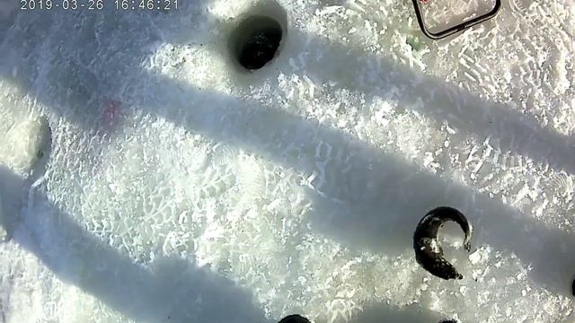 Ловим форель зимой в Фишпарке смотреть онлайн