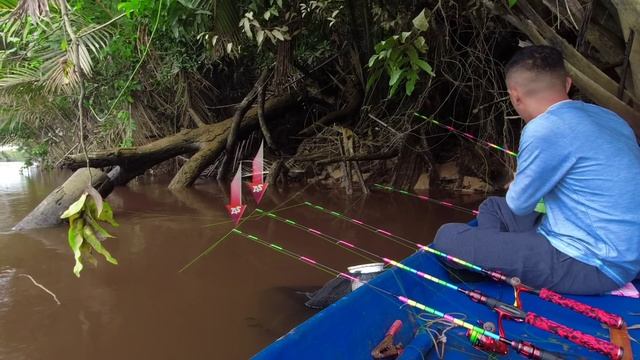 Sumber air ini luar biasa, udang galah berkumpul disini! Mancing udang galah смотреть онлайн