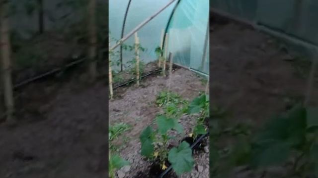 Первая прополка нашей клубники. смотреть онлайн