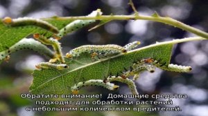 Листья розы в дырочках: чем обработать цветок