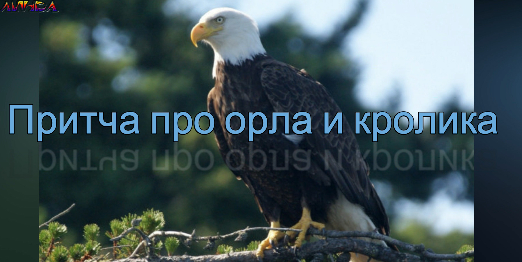 Притча про орла и кролика смотреть онлайн