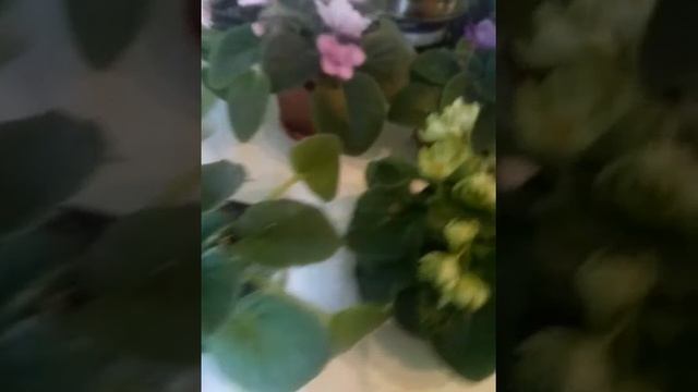 Цветущие сорта фиалок август 2021 выпуск №3 #фиалки #африканськафіалка #africanviolets смотреть онлайн