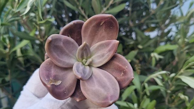 Echeveria Xichuensis