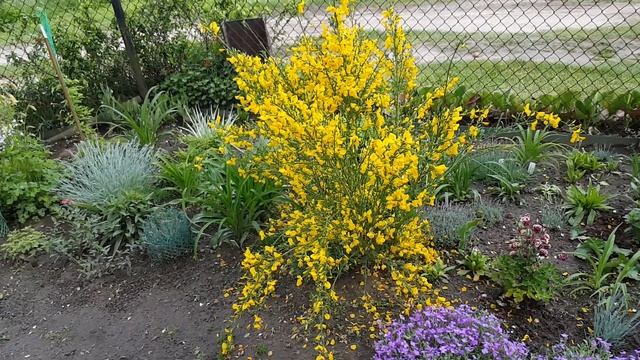 Посмотрите как цветёт ракитник. Cytisus . смотреть онлайн