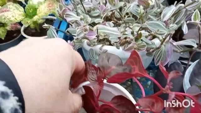 В саду зацвел нектарин/Что изменилось в теплице?/Огурцы подросли/ смотреть онлайн