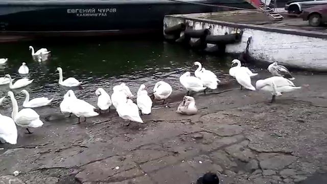 Лебеди в г.Балтийске - местная достопримечательность смотреть онлайн