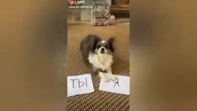Мэджик петс в лайке все видео по порядку! смотреть онлайн