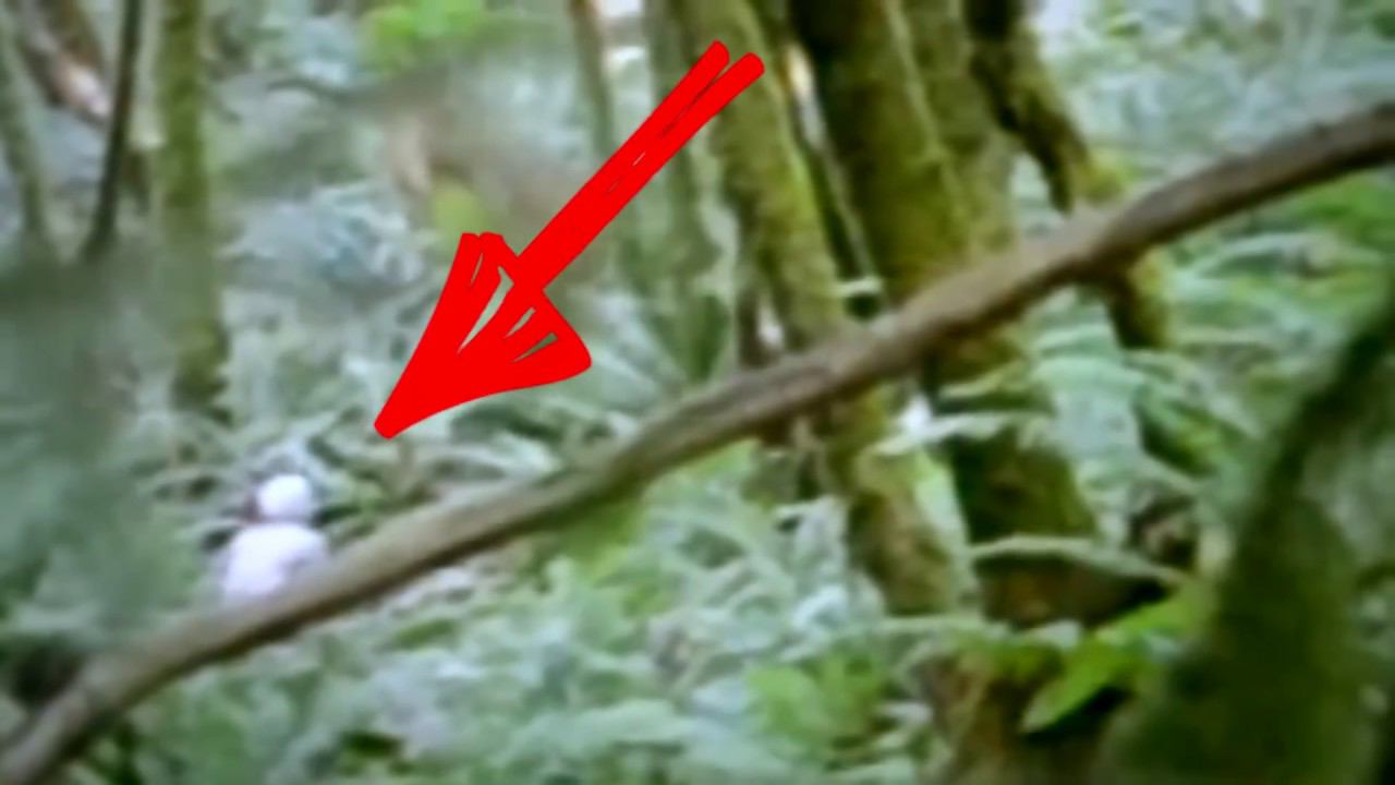 5 СЛУЧАЕВ КОГДА РЕЙКА СНЯЛИ НА КАМЕРУ [Черный кот] смотреть онлайн