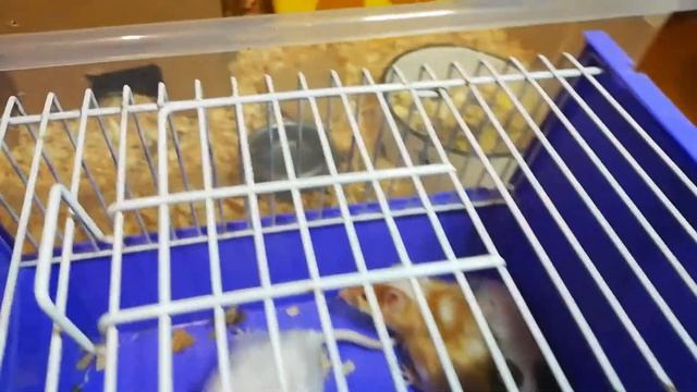 Уборка у декоративных мышей ??? смотреть онлайн