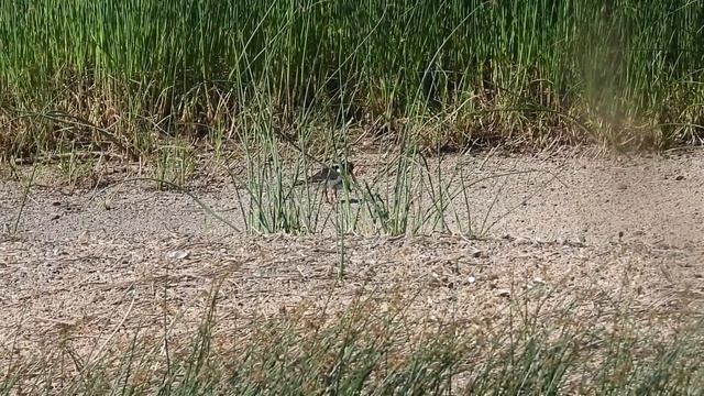 15 июня кулики - сороки смотреть онлайн