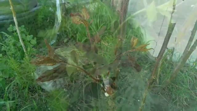 Прививка к дикой вишне терн, сливы и крупноплодной вишни. Grafting to wild plum and large cherry смотреть онлайн