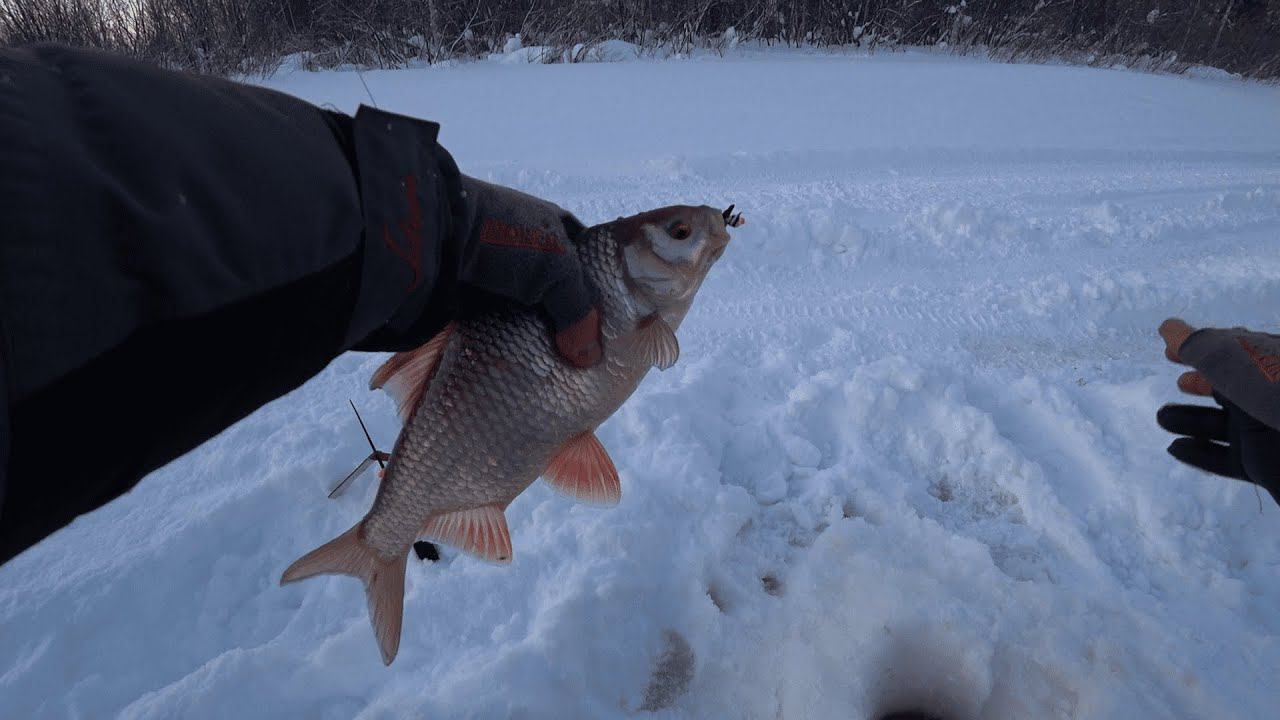 ТОЛЬКО ПОД ВЕЧЕР НАШЕЛ ЭТИХ КАБАНЧИКОВ.ЗИМНЯЯ РЫБАЛКА ЯНВАРЕ НА ТАЁЖНОЙ РЕКЕ. смотреть онлайн