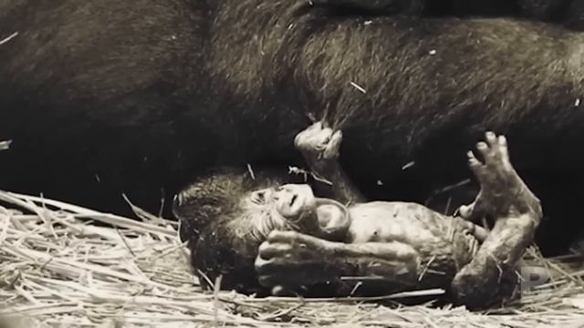 Горилла родила очень редкого детёныша, а дальше произошло что-то невероятное! смотреть онлайн
