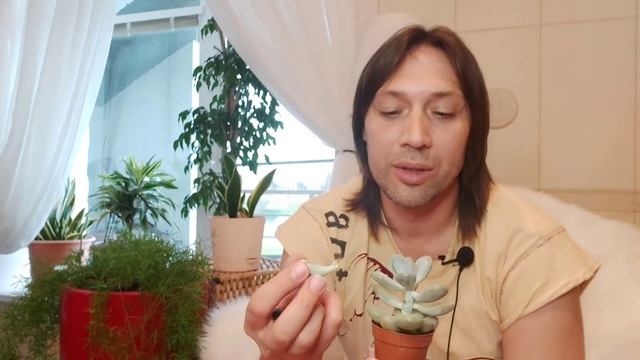 Красивый Флорариум , Калоцефалус Австралийская красавица гвоздь программы , легко и быстро , смотреть онлайн