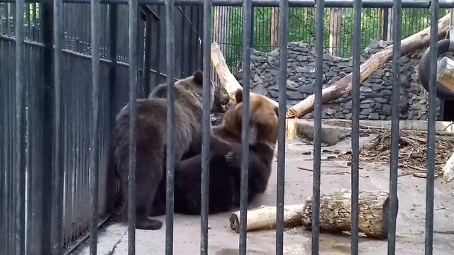 Бурые медведи Новосибирского зоопарка смотреть онлайн