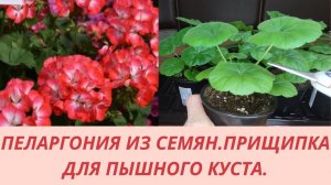 Пеларгония из семян. Прищипка в точке роста. Формирую пышный куст. Перевалка пеларгонии. Обзор.