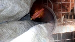 Породы кур. Род-Айленд. Признаки породы.