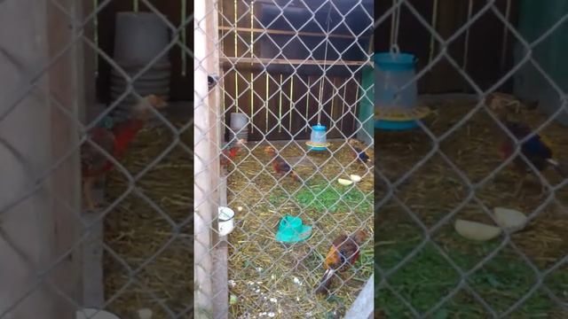 Сигнал тревоги самца фазана смотреть онлайн