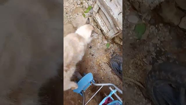 От Васи привет с коляски. смотреть онлайн