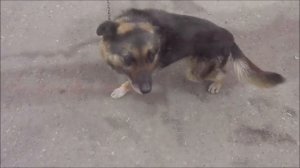 Йосику, 5.04.23. Мой друг, ты иногда мне снись...