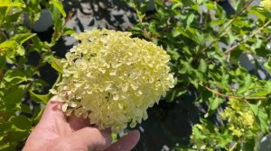 Гортензия метельчетая ‘Жемчужина Фестиваля’(‘Perle de Festival’)