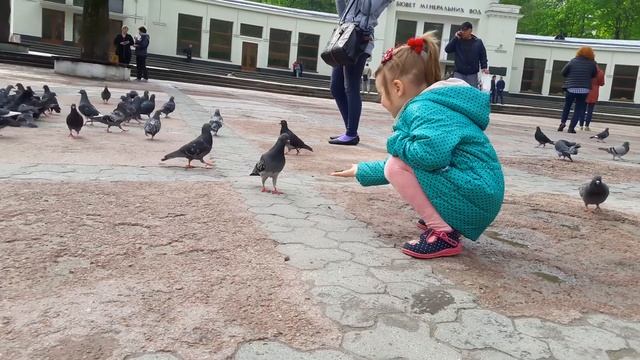 Кормление голубей из рук. Pigeons. Hand-feed. Truskavets. Трускавець. Трускавец. Площадь. Обзор смотреть онлайн