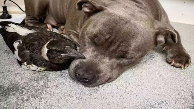 Сорока, выпавшая из гнезда, росла с собакой! Кто она теперь?