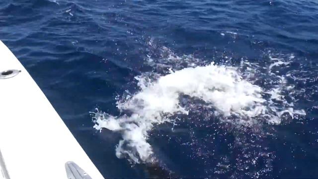 GT 35 кг! Сейшельские острова. смотреть онлайн