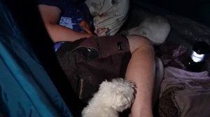 Момо в РЕАЛЬНОЙ жизни НОЧЬЮ в нашей трёхкомнатной палатке с котами и собакой