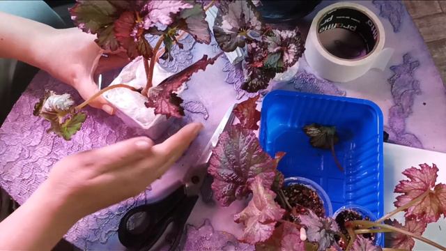 Ночь упаковки посылок для отправки почтой 🗳, или что делать с бегониями при получении. 😉 смотреть онлайн